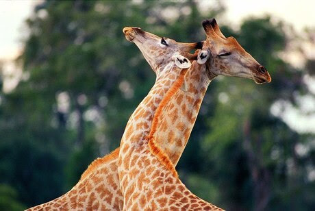 Giraffe-love-necking