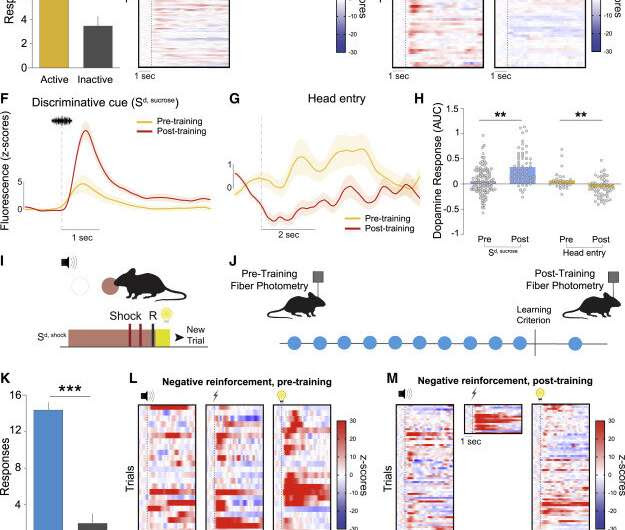 True behavior of the 'pleasure molecule' will reshape how we treat psychiatric diseases and addiction