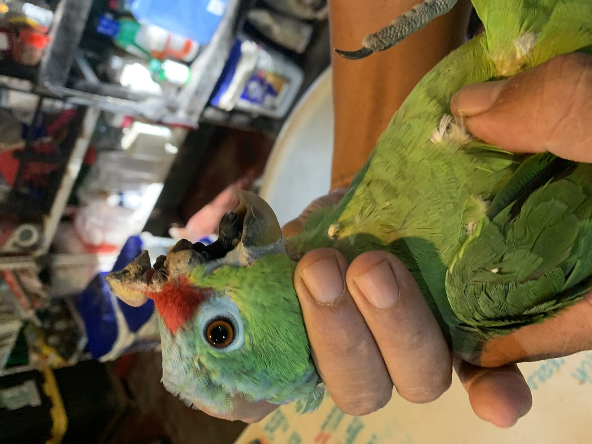 The missing top beak of a red lored parrot