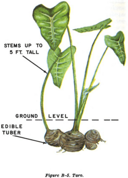 taro root tuber illustration edible plants