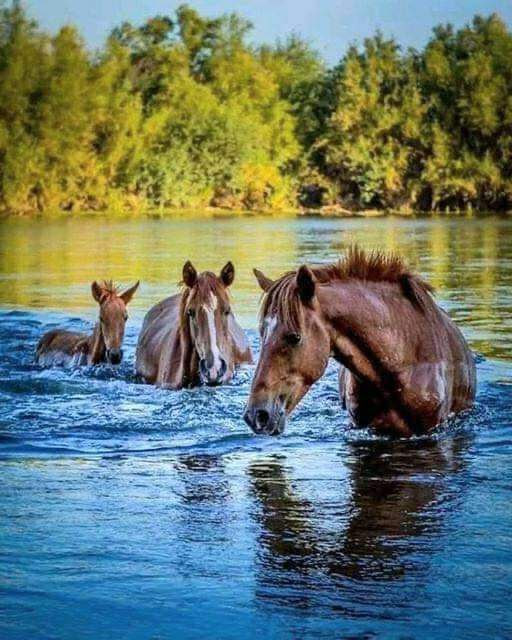 Horses-swimming
