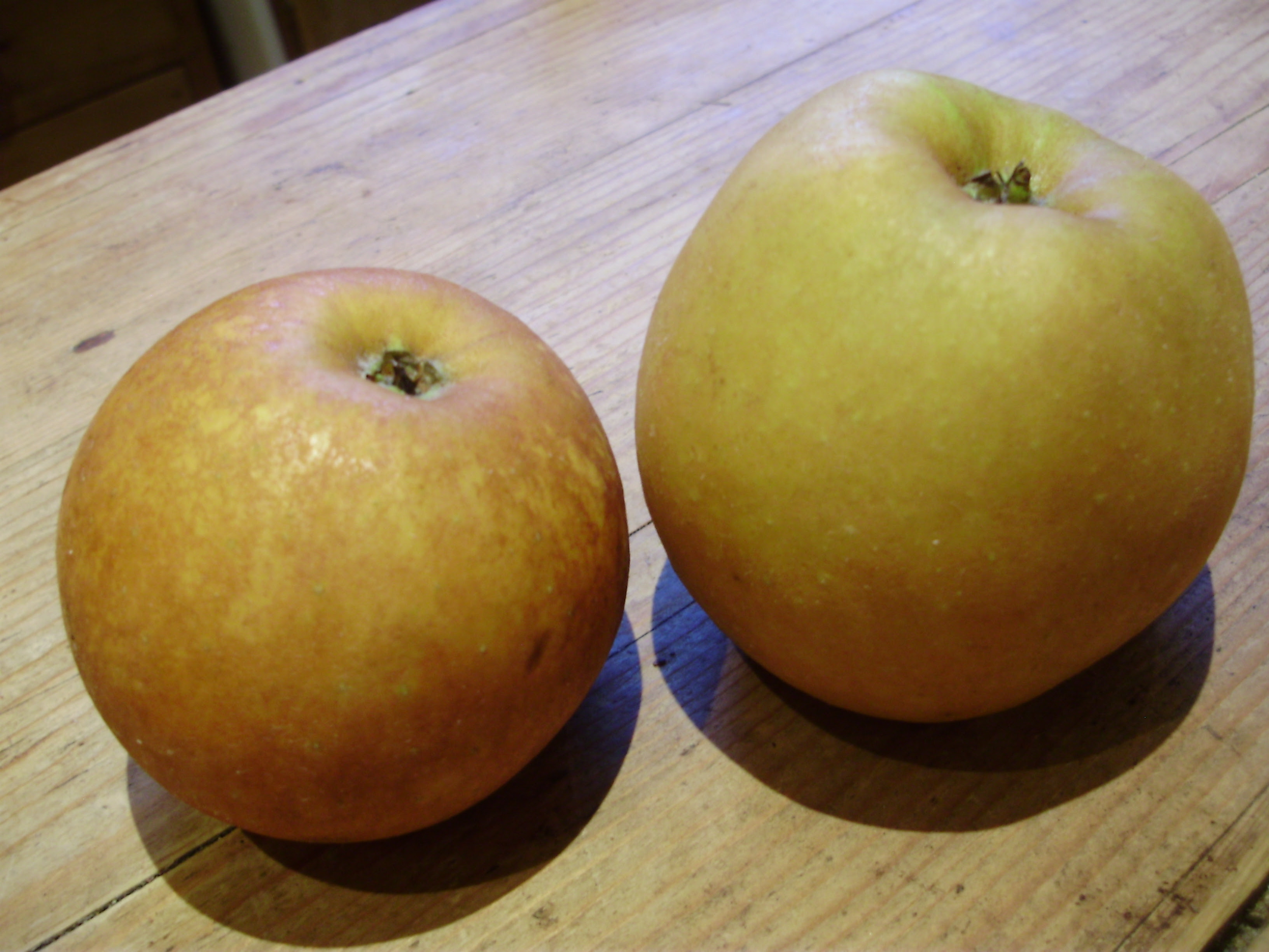 Russet apples Egremont Russet and Ashmead's Kernal are at their best now