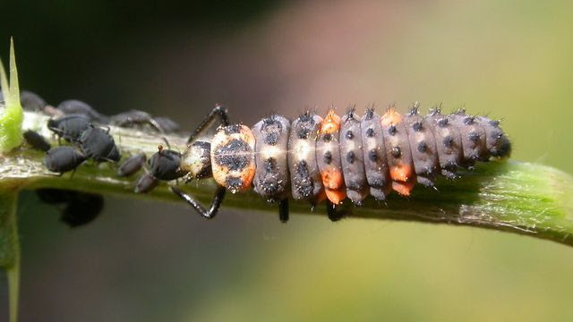 Seven spot Lady bird, Cocincella septapunctata, larva feeding on aphids.