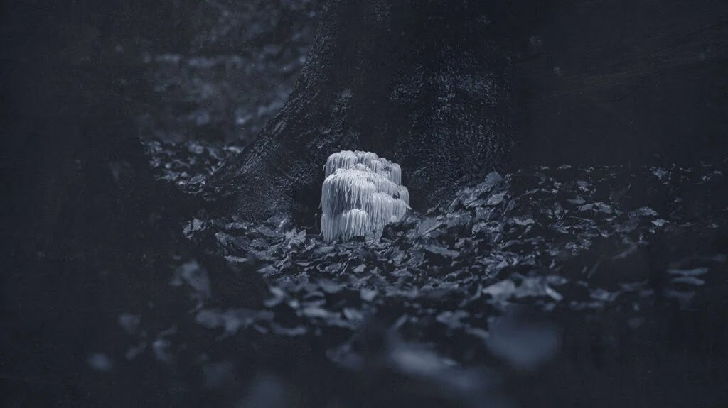 Close up of lion's mane.