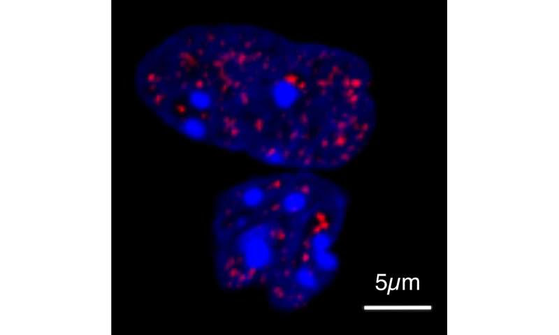 Unexpectedly potent protein droplets