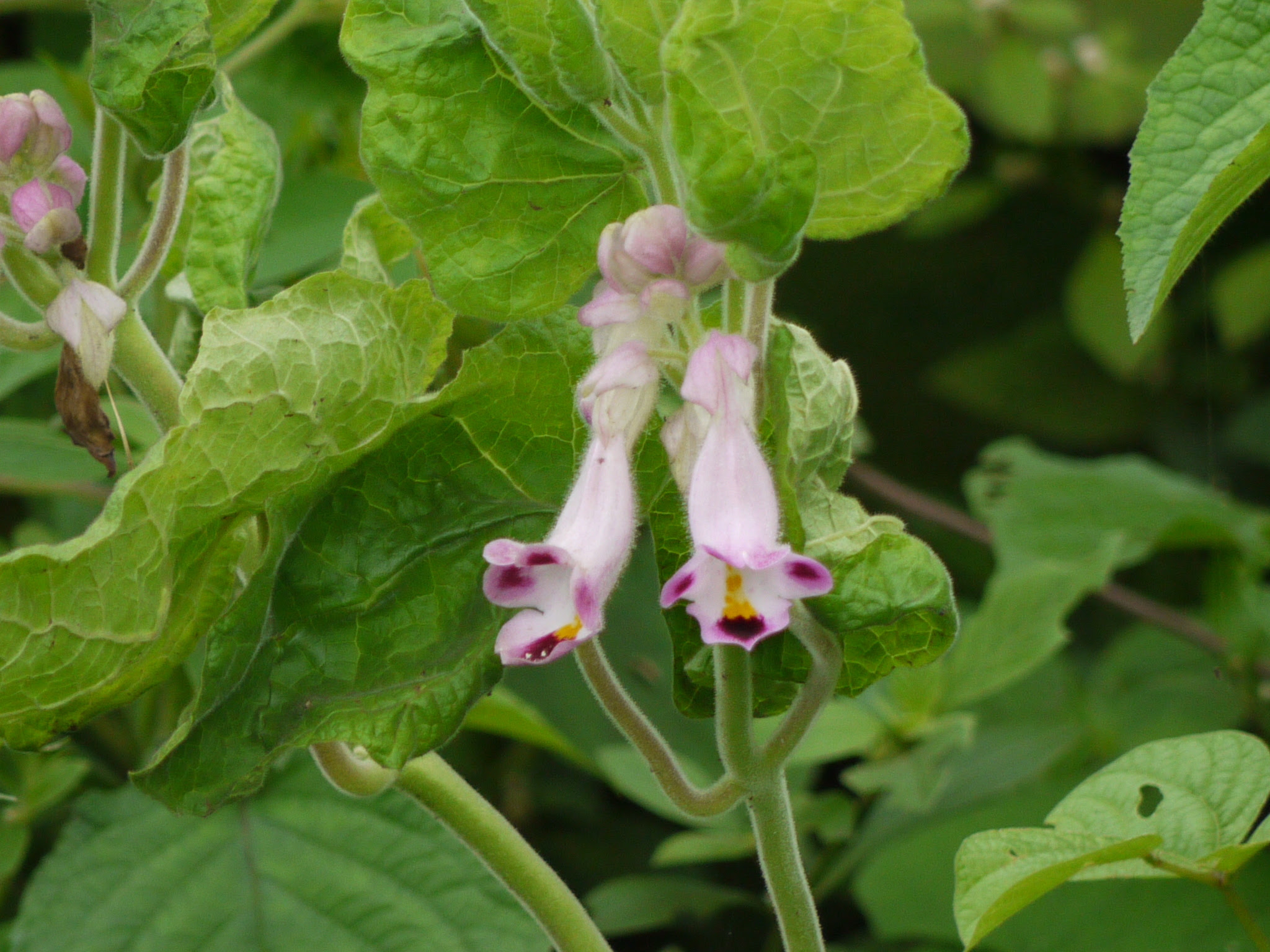 Martynia annua L.