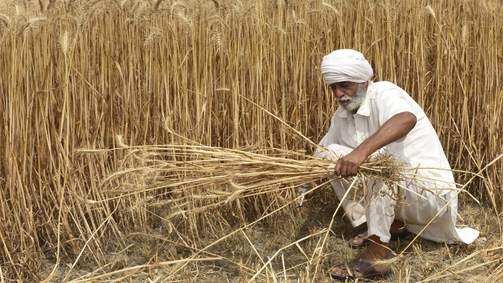 India verbiedt export van tarwe