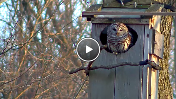 Watch The Female Barred Owl Poke Out Of The Nest Box