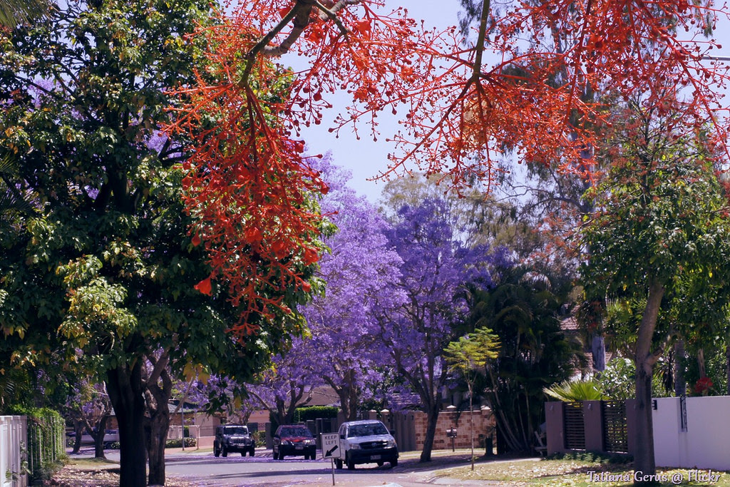 Дерево приносящее. Брисбен деревья. Brisbane Tree.