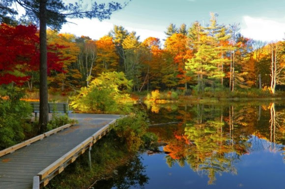 Fall trees in Massachusetts