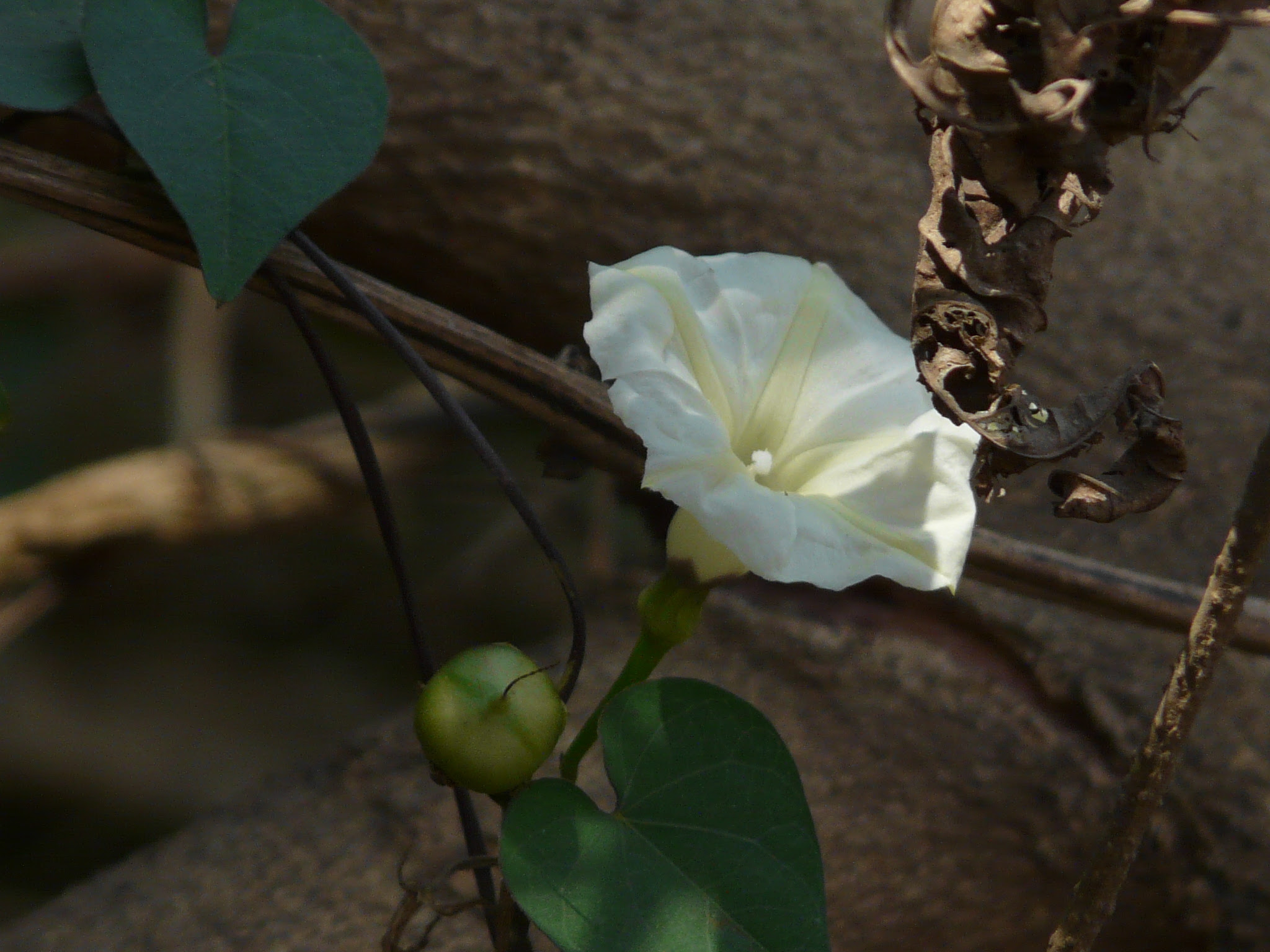 Ipomoea obscura (L.) Ker Gawl.