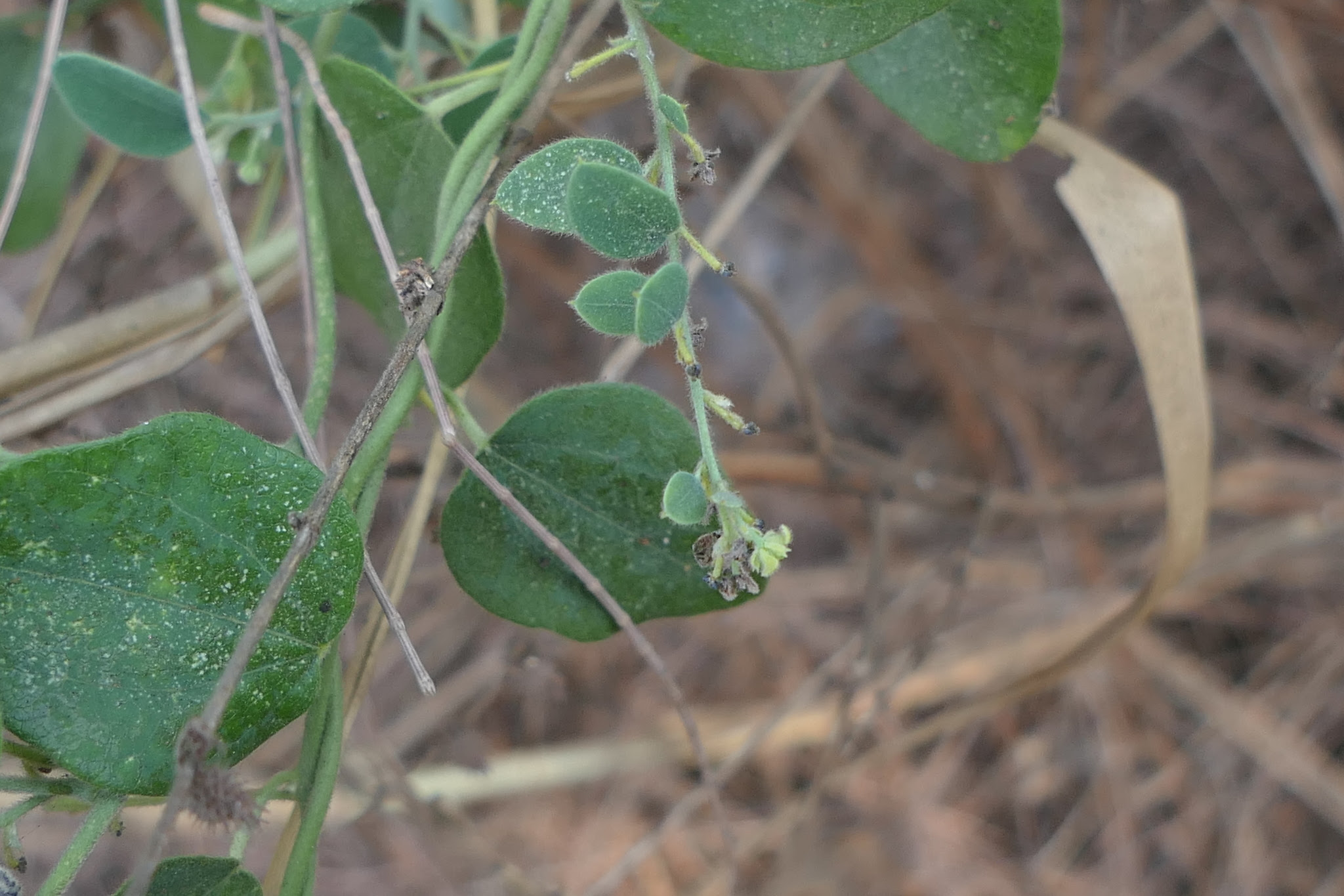 Cocculus hirsutus (L.) W.Theob.