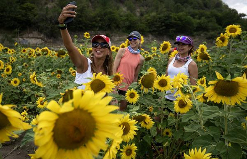 Turistas disfrutan del campo de girasoles en México