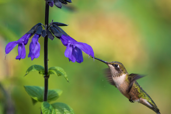 hummingbird at flower