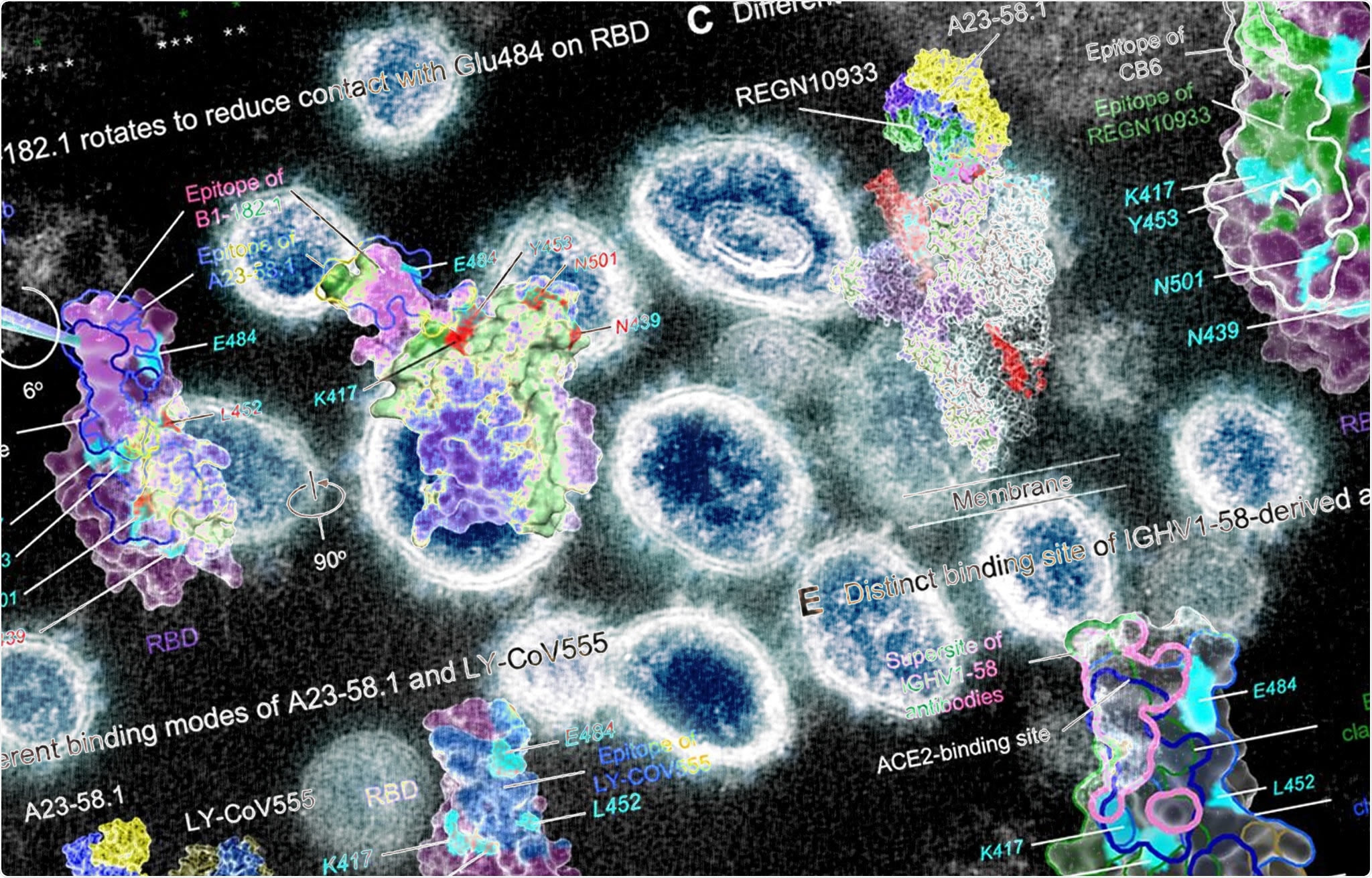 Study: Ultrapotent antibodies against diverse and highly transmissible SARS-CoV-2 variants. Image Credit: Adapted from NIAID and American Association for the Advancement of Science imagery