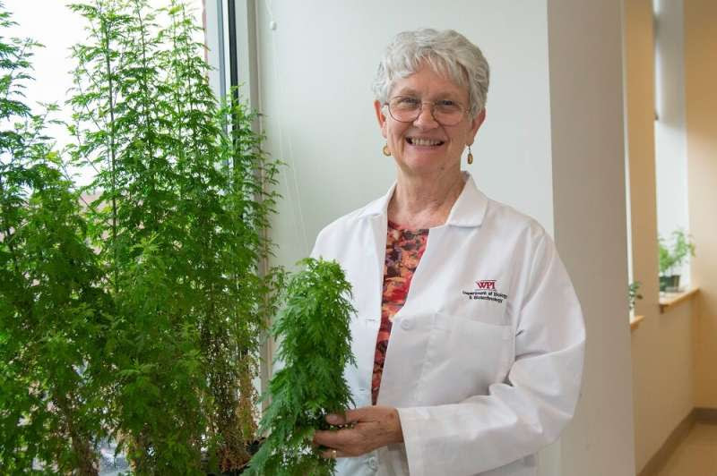 Early research finds extracts from sweet wormwood plant can inhibit the COVID-19 virus