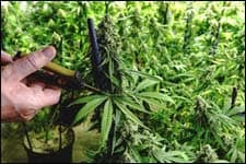 The figure above is a photograph showing a farmer cutting a marijuana bud with scissors.