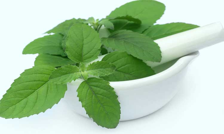 तुळस आरोग्यासाठी गुणकारी; 'हे' आहेत ६ फायदे ! | health benefits of tulsi plant | arogyanama.com