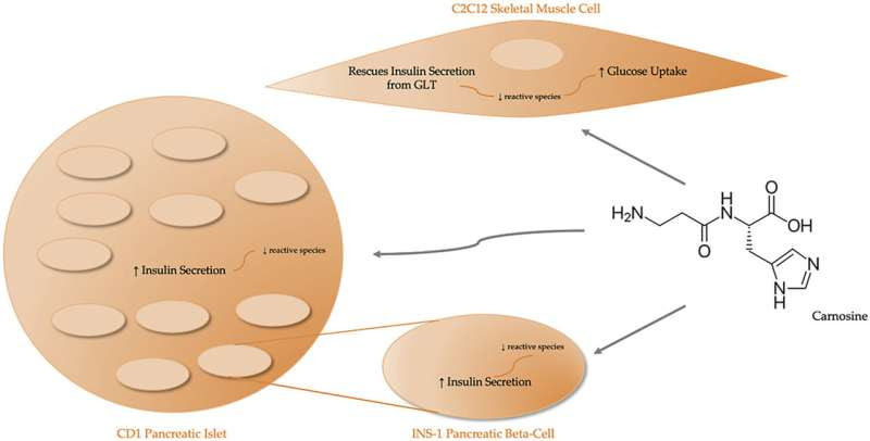 Molecule could prevent damaging cell changes caused by type 2 diabetes and obesity