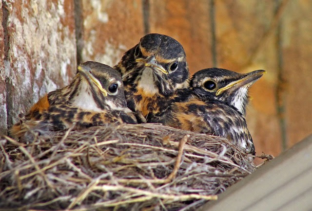 Baby birds in nest