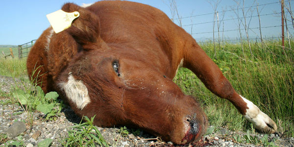 A dead cow lays on the ground, staring at the camera.