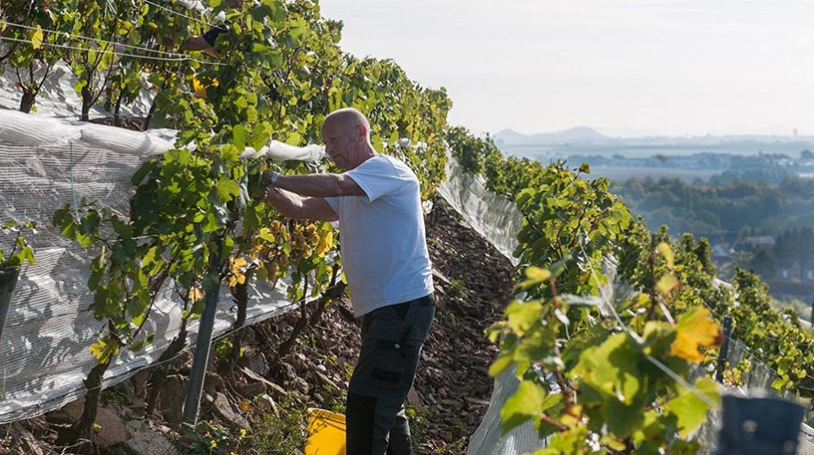 syrah basalte de Coiron valdor74.com