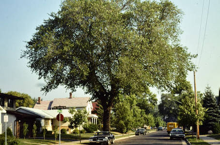 elm tree in neighborhood