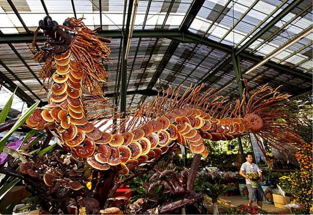 How Lingzhi Mushrooms (Reishi) Combats Aging, Disease and Cancer