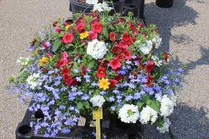 Hanging basket from Guthrie Gardens.