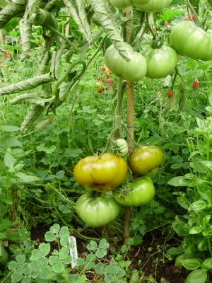 Tomato 'Green Cherokee' - great flavoured huge emerald green beefsteak - 4.8.13