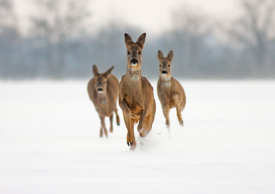 Three roe does running in snow towards camera