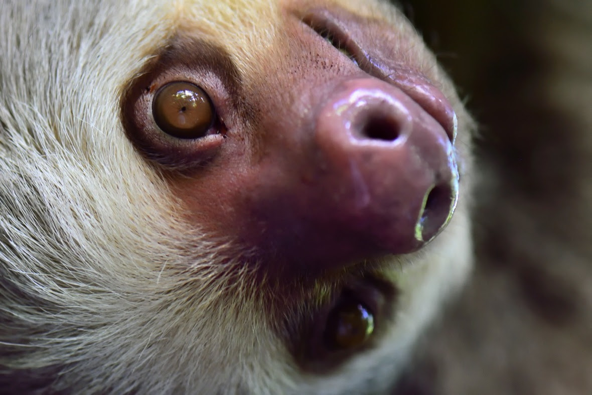Sloth