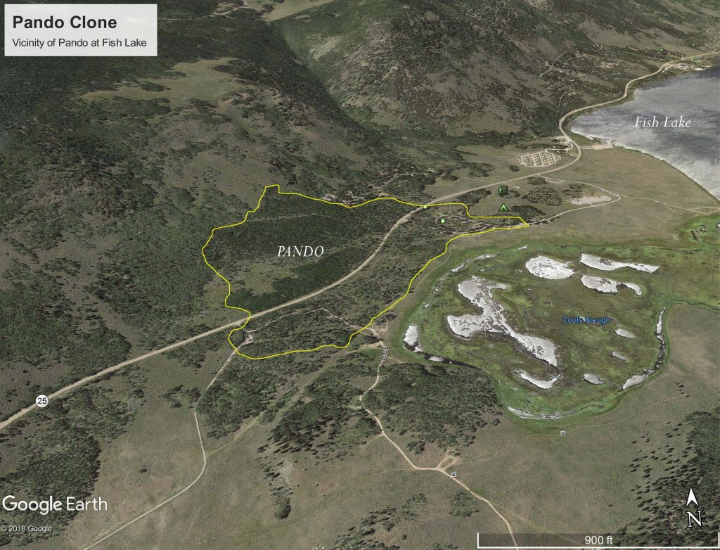 Location of the Pando grove in Utah. Photo: USDA.gov/US Forest Service