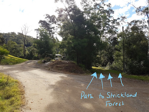 PIC1 Narara Path to Strickland Forest.jpg