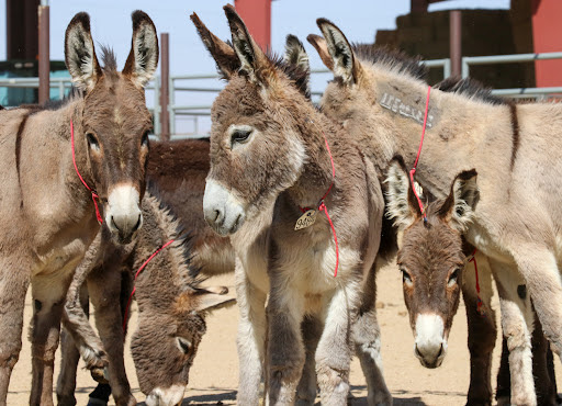 a group of burros stand in a holding pen with tags around their necks