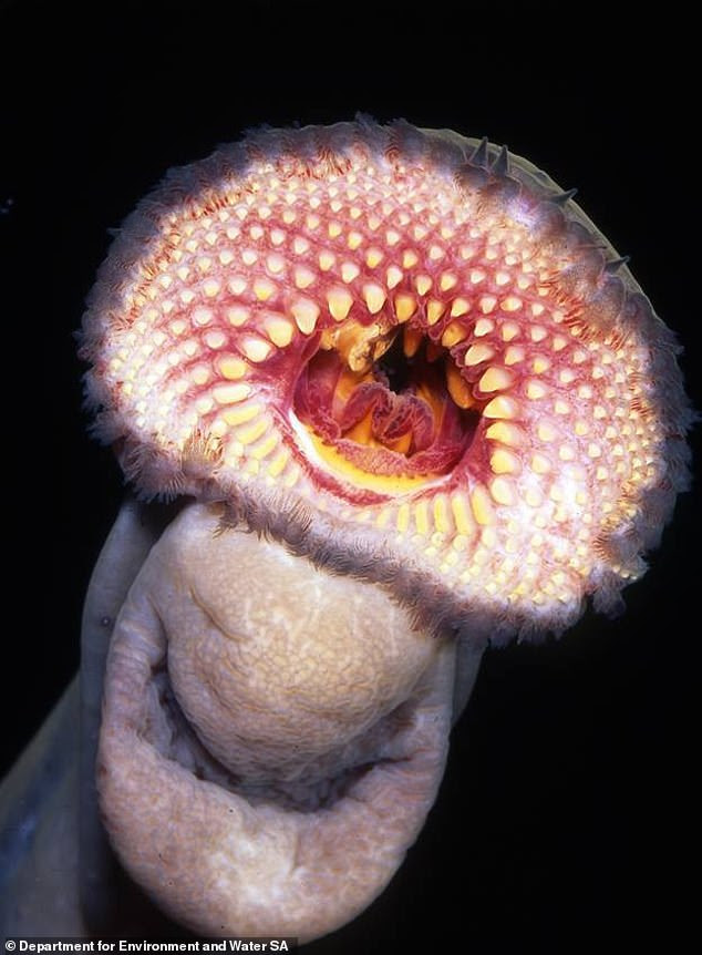 US scientists used a protein from a lamprey, which is an ancient lineage of jawless fish similar to eel, to turn off brain circuits associated with addiction, anxiety and depression