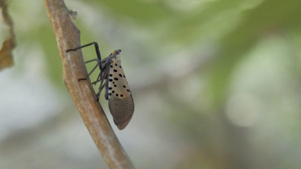 A gray and black spotted lanternfly perches on a twig