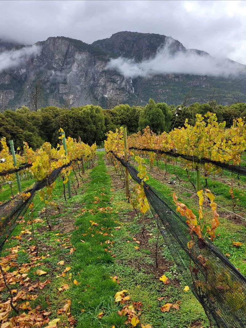 vinos de chubut