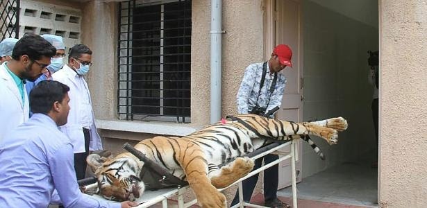 Tigre de bengala conhecido como 'devorador de homens de Champaran' foi abatido na Índia