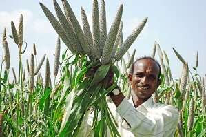 Millet-based diet can lower risk of type 2 diabetes and help manage blood glucose levels