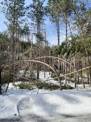 Damaged trees in forest with snow on ground