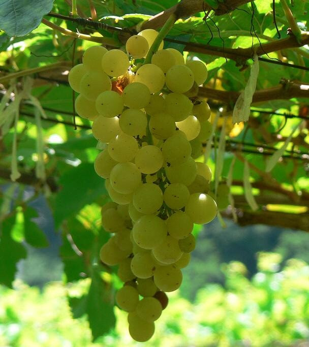 chenin blanc druiven