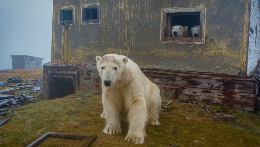 FOTOS: Captan osos polares en casas abandonadas en una isla del Ártico