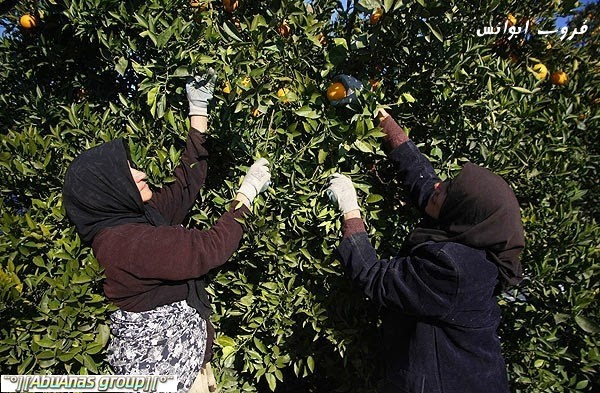 حصاد البرتقال في ايران