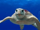 Sea turtles may mistake ocean-soaked plastic with food