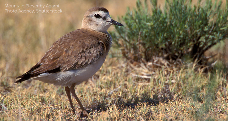image of Mountain Plover by Agami Photo Agency, Shutterstock.
