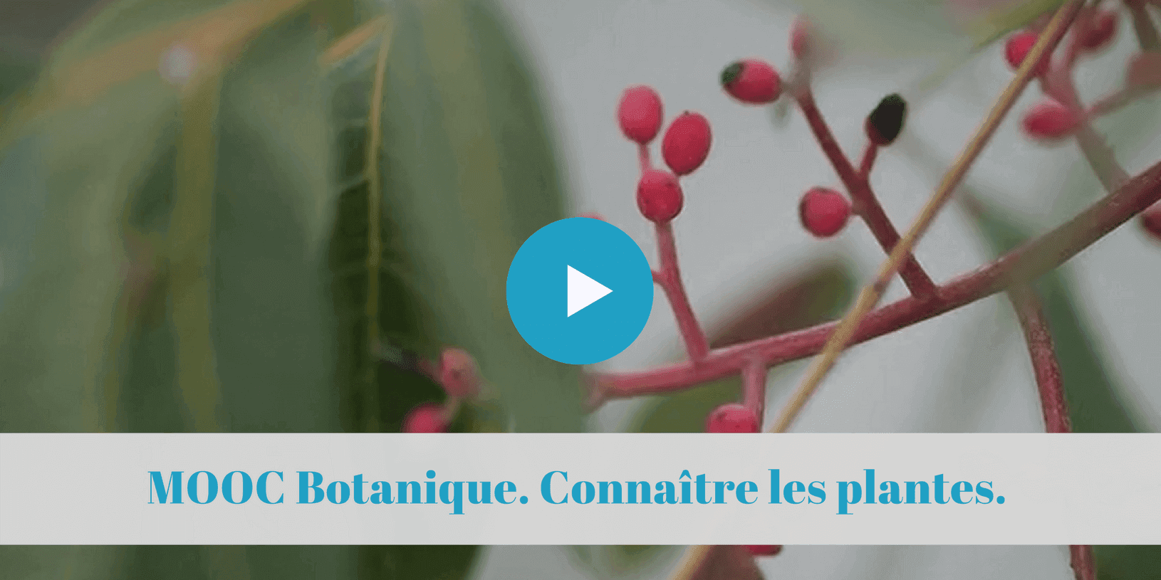 permaculture, micro-ferme, microferme, rentable, viable, bio, maraichage