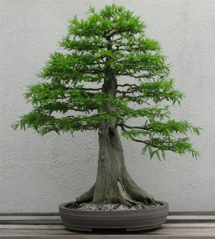Những cây bonsai đẹp nhất của Nhật Bản 32b61cad-6d14-4c53-aa7a-92a66db74f93