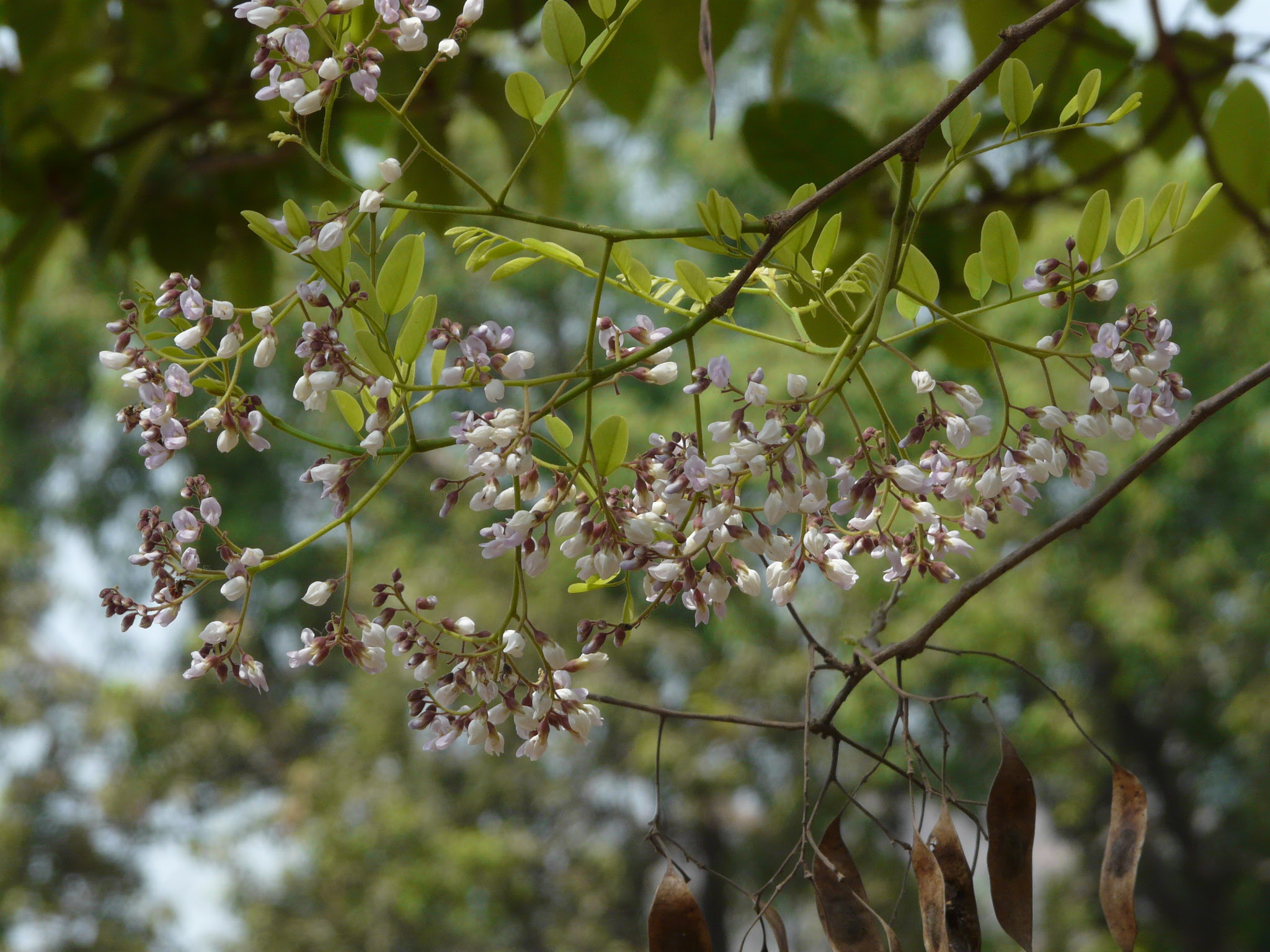 Dalbergia lanceolaria L.f.