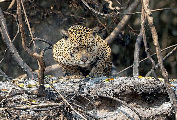 A jaguar crouches in an area recently scorched by wildfires.